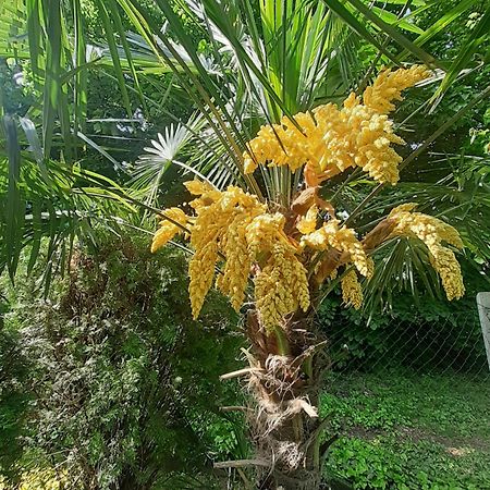 Apartmán House W Little Tropical Garden Budapešť Exteriér fotografie