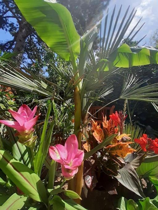 Apartmán House W Little Tropical Garden Budapešť Exteriér fotografie