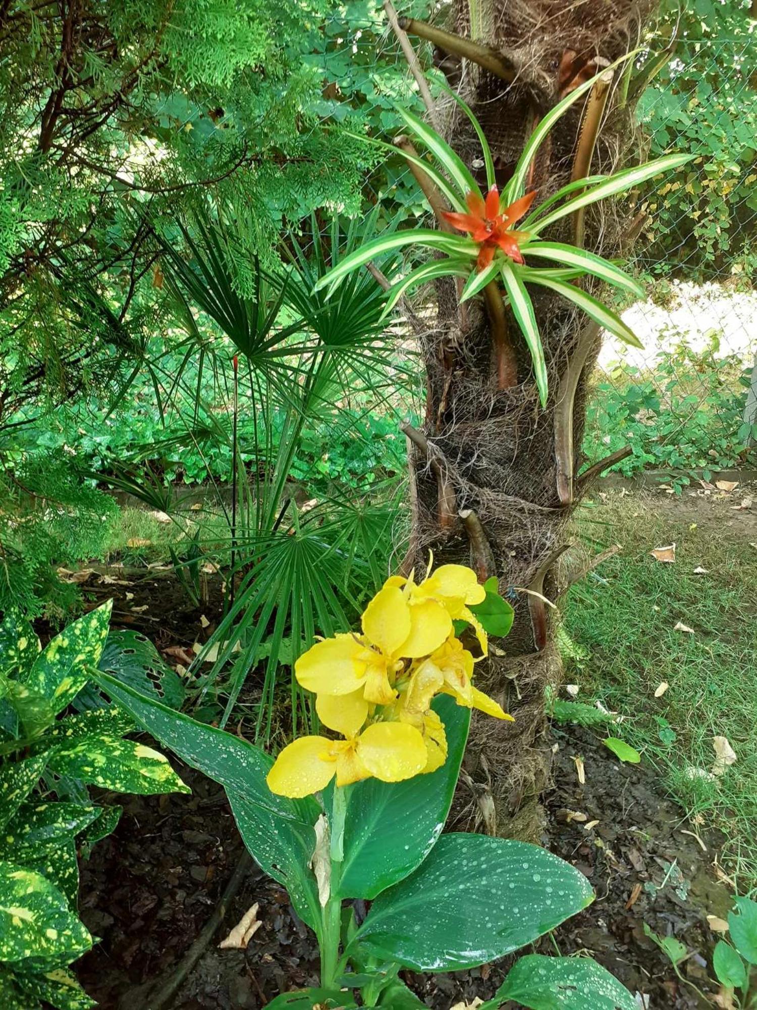 Apartmán House W Little Tropical Garden Budapešť Exteriér fotografie